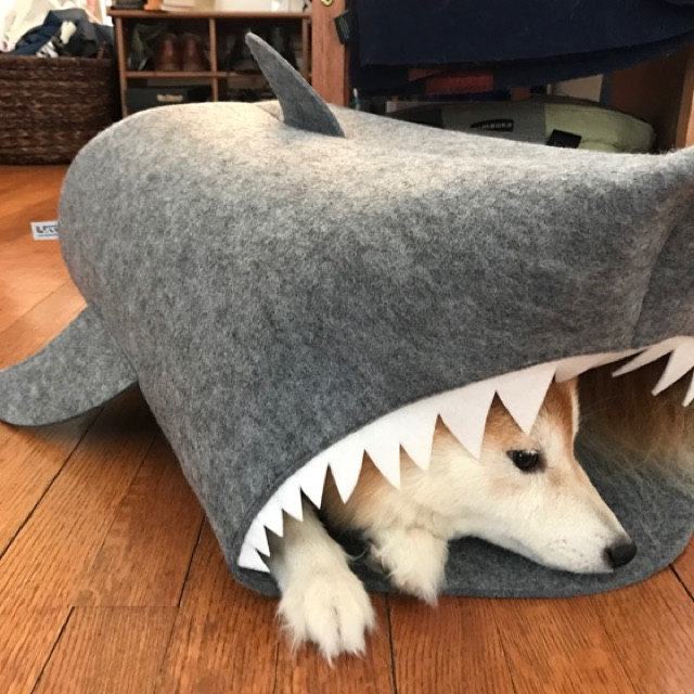 My friends LOVE the shark. And apparently their pup does too!
